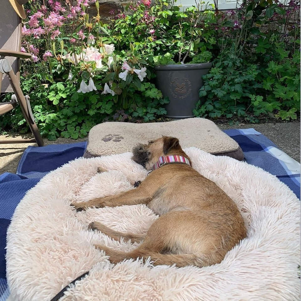 Hundebett Wolke – Flauschiger Komfort trifft beruhigenden Schlaf