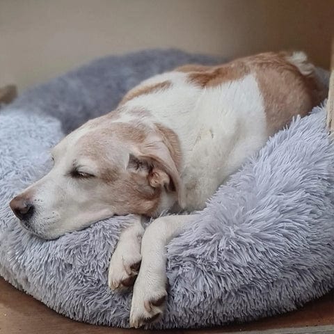 Pawello – Haustierbett flauschig & beruhigend – für Hunde und Katzen