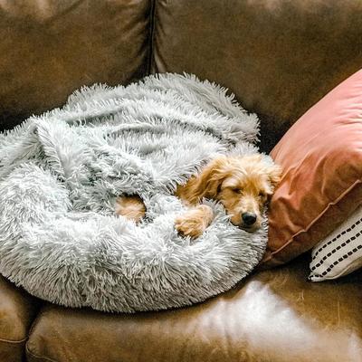 Hundebett Wolke – Flauschiger Komfort trifft beruhigenden Schlaf