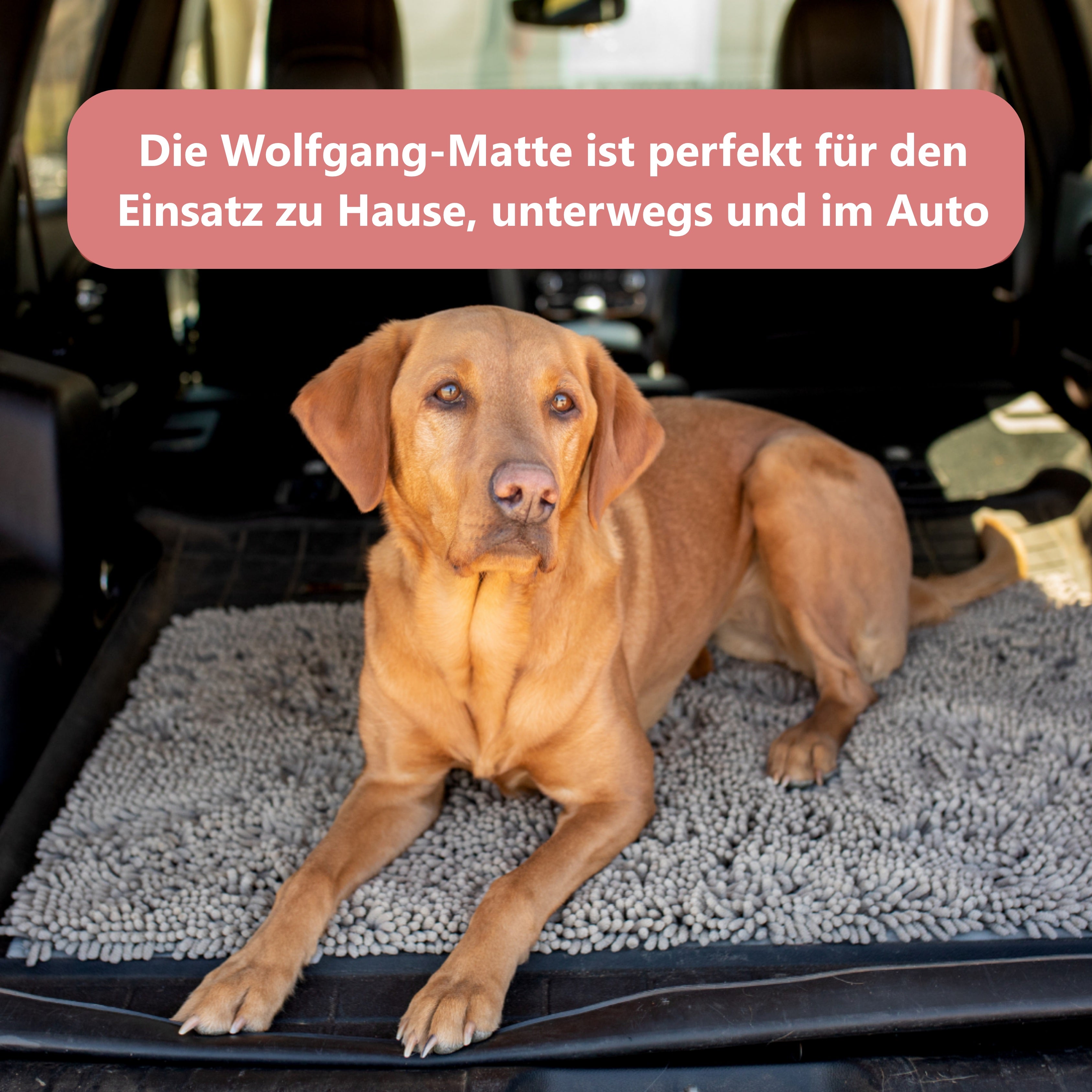 Hundebetten für entspanntes Ruhen und saubere Böden