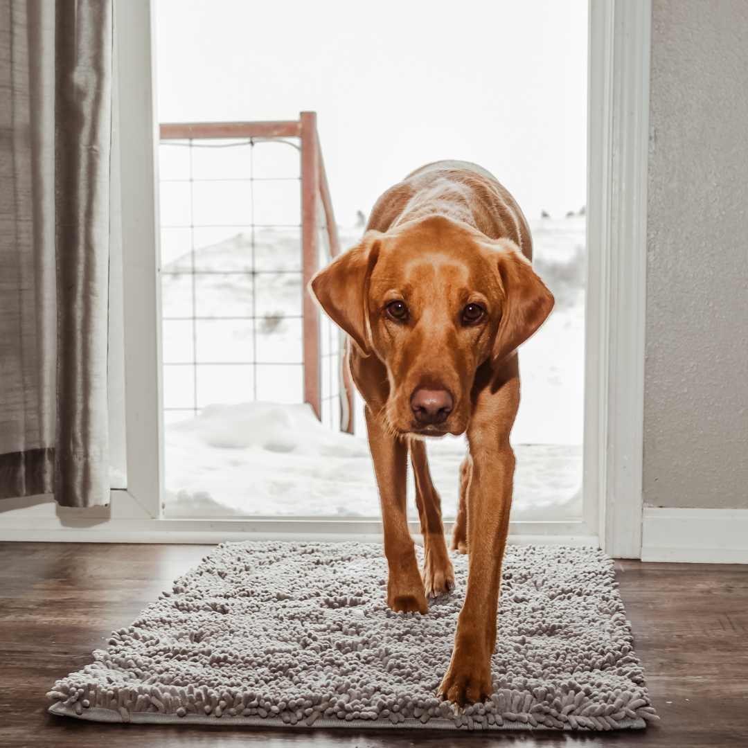 Hundebetten für entspanntes Ruhen und saubere Böden